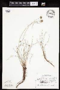 Cyperus lupulinus image