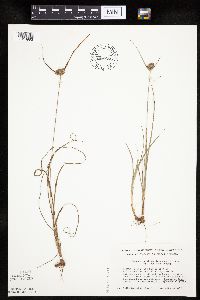 Cyperus lupulinus image