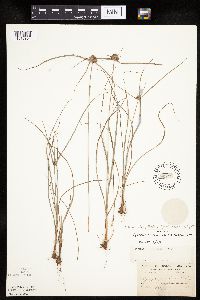 Cyperus lupulinus image