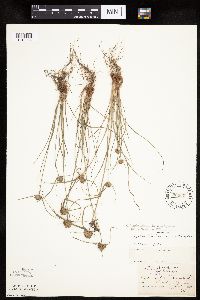 Cyperus lupulinus image