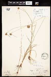 Cyperus lupulinus image
