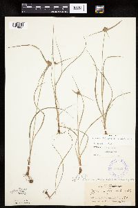 Cyperus lupulinus image
