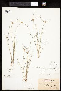 Cyperus lupulinus image