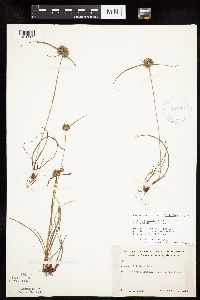 Cyperus lupulinus image