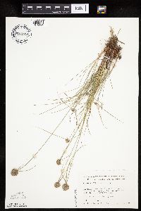 Cyperus lupulinus image