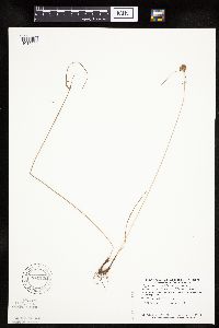 Cyperus lupulinus image