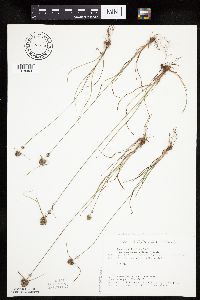 Cyperus lupulinus image
