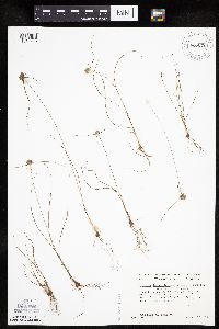 Cyperus lupulinus image