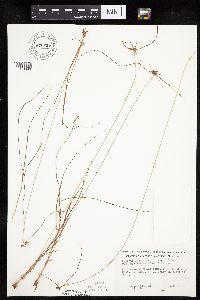 Cyperus lupulinus image
