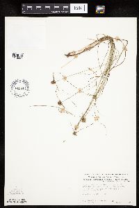 Cyperus lupulinus image