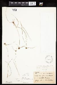 Cyperus lupulinus image