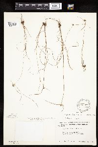 Cyperus lupulinus image