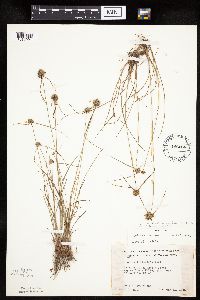 Cyperus lupulinus image