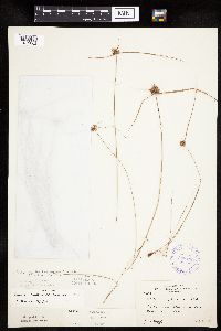 Cyperus lupulinus image