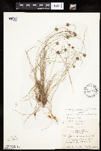 Cyperus lupulinus image