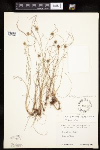Cyperus lupulinus image