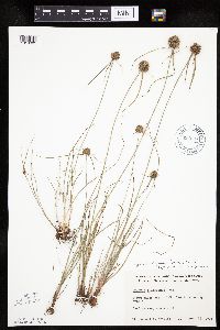 thumbnail image of current specimen