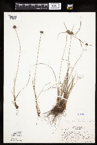 thumbnail image of current specimen