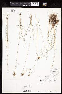 Cyperus lupulinus image