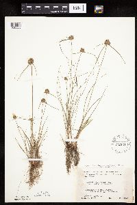 thumbnail image of current specimen