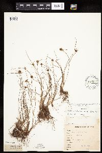 Cyperus lupulinus image