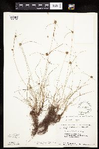 Cyperus lupulinus image