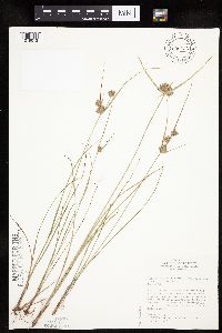 Cyperus lupulinus image