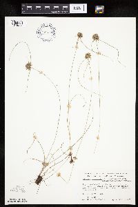Cyperus lupulinus image