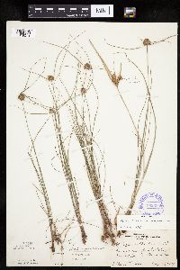 thumbnail image of current specimen