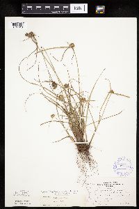 Cyperus lupulinus image