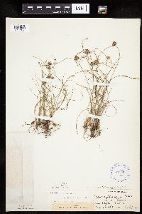 Cyperus lupulinus image