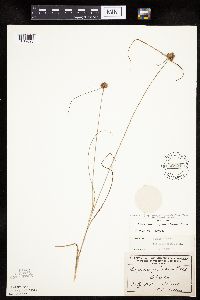 thumbnail image of current specimen