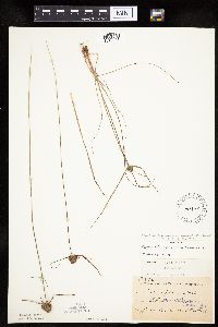 Cyperus lupulinus image