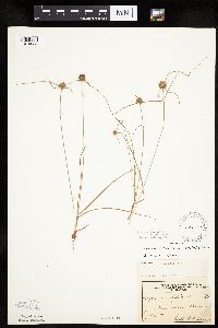 Cyperus lupulinus image