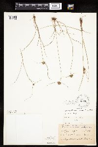Cyperus lupulinus image