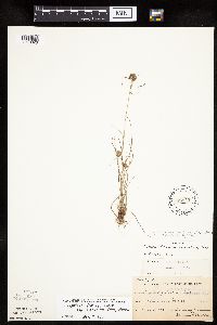 Cyperus lupulinus image