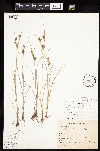 Cyperus x mesochorus image