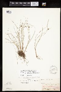 Cyperus lupulinus image