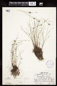 Cyperus lupulinus image