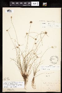thumbnail image of current specimen