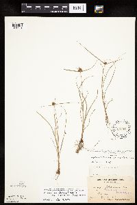 Cyperus lupulinus image
