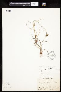 Cyperus lupulinus image