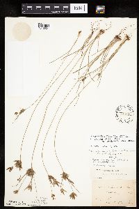 Cyperus lupulinus image