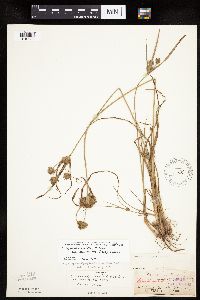 thumbnail image of current specimen