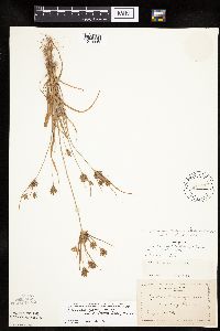 Cyperus lupulinus image
