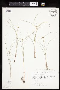 Cyperus lupulinus image