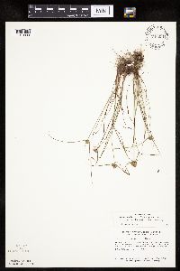 Cyperus lupulinus image