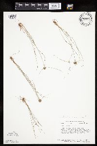 Cyperus lupulinus image