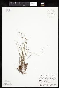 Cyperus lupulinus image