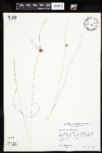 Cyperus lupulinus image